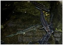 Sturioni crescuți în Fluvarium: păstrugă, cegă și nisetru